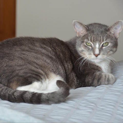 Phoebe--In Foster, an adoptable Domestic Short Hair in Fargo, ND, 58102 | Photo Image 2