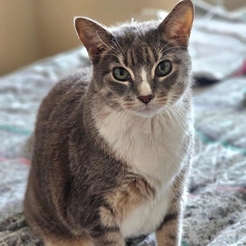 Phoebe--In Foster, an adoptable Domestic Short Hair in Fargo, ND, 58102 | Photo Image 2