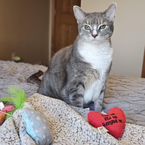 Phoebe--In Foster, an adoptable Domestic Short Hair in Fargo, ND, 58102 | Photo Image 2