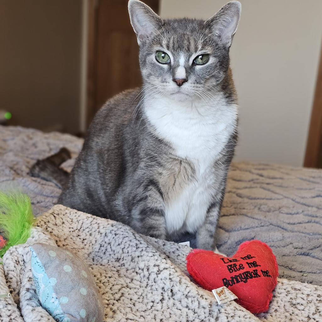 Phoebe--In Foster, an adoptable Domestic Short Hair in Fargo, ND, 58102 | Photo Image 2