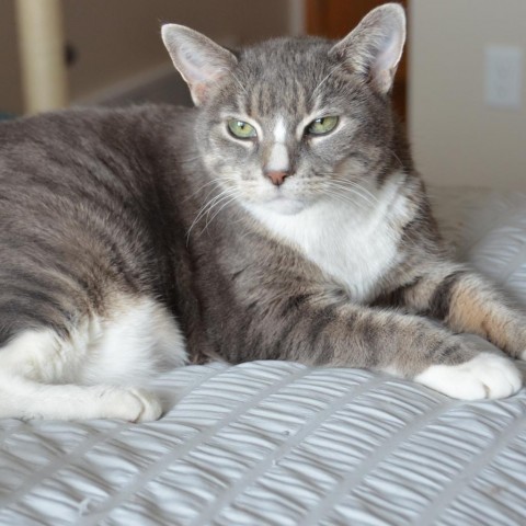 Phoebe--In Foster, an adoptable Domestic Short Hair in Fargo, ND, 58102 | Photo Image 3