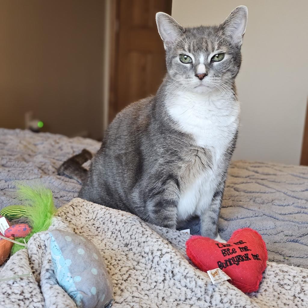 Phoebe--In Foster, an adoptable Domestic Short Hair in Fargo, ND, 58102 | Photo Image 4