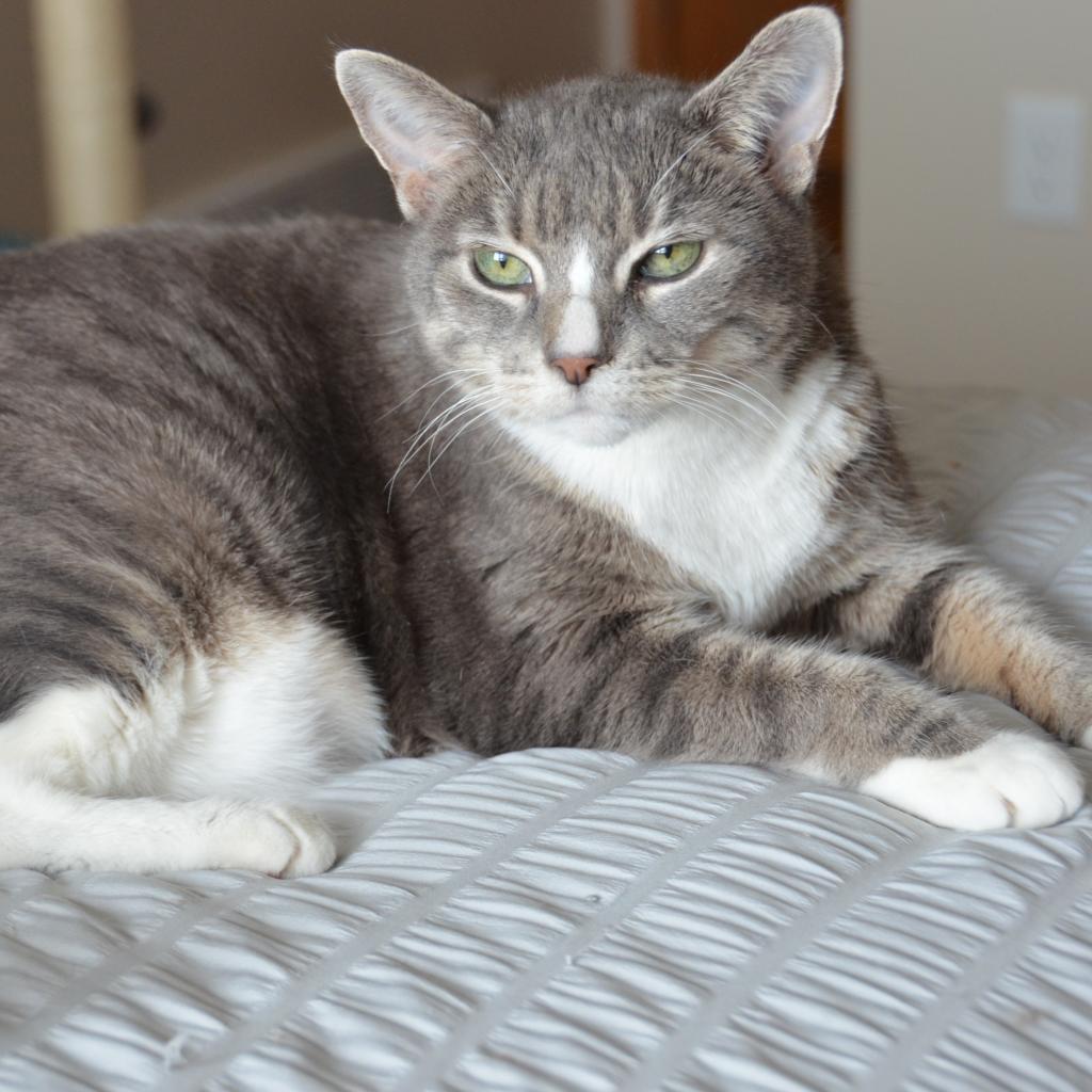 Phoebe--In Foster, an adoptable Domestic Short Hair in Fargo, ND, 58102 | Photo Image 5