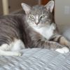Phoebe--In Foster photo 5