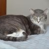 Phoebe--In Foster photo 6