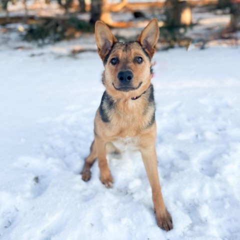 Summit--In Foster***ADOPTION PENDING***, an adoptable Cattle Dog in Fargo, ND, 58102 | Photo Image 1