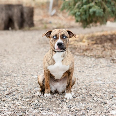 Teagan--In Foster***ADOPTION PENDING***, an adoptable Pit Bull Terrier in Fargo, ND, 58102 | Photo Image 1