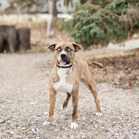 Teagan--In Foster***ADOPTION PENDING***, an adoptable Pit Bull Terrier in Fargo, ND, 58102 | Photo Image 5