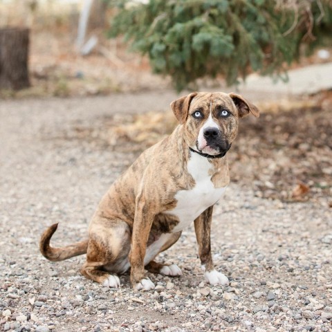 Teagan--In Foster***ADOPTION PENDING***, an adoptable Pit Bull Terrier in Fargo, ND, 58102 | Photo Image 6