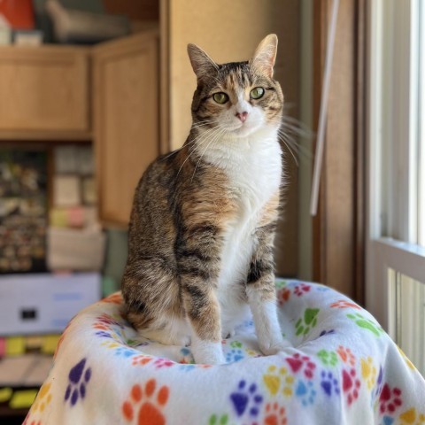 Freya--In Foster, an adoptable Domestic Short Hair in Fargo, ND, 58102 | Photo Image 1