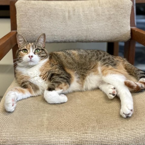 Freya--In Foster, an adoptable Domestic Short Hair in Fargo, ND, 58102 | Photo Image 4