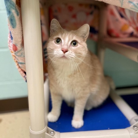 Eva, an adoptable Domestic Short Hair in Fargo, ND, 58102 | Photo Image 1