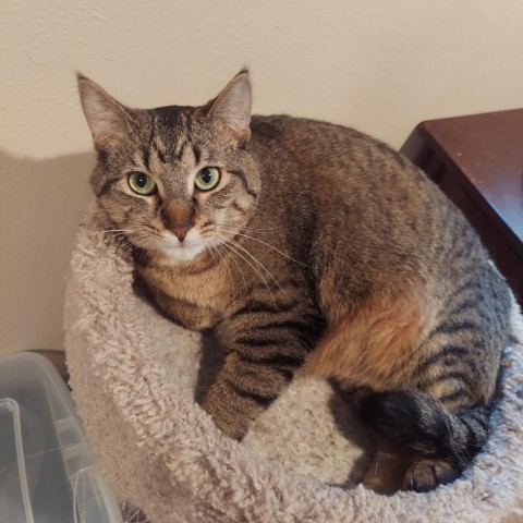 Piano--In Foster, an adoptable Domestic Short Hair in Fargo, ND, 58102 | Photo Image 1