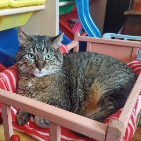 Piano--In Foster, an adoptable Domestic Short Hair in Fargo, ND, 58102 | Photo Image 2