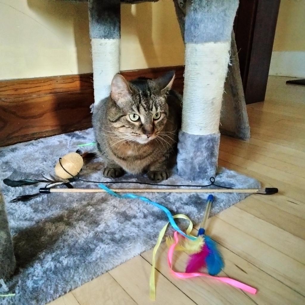 Piano--In Foster, an adoptable Domestic Short Hair in Fargo, ND, 58102 | Photo Image 4