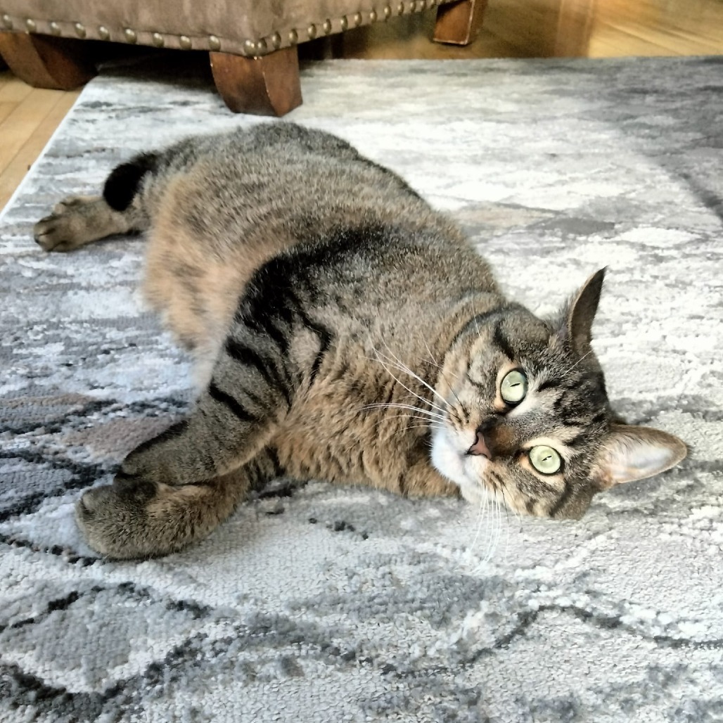 Piano--In Foster, an adoptable Domestic Short Hair in Fargo, ND, 58102 | Photo Image 6