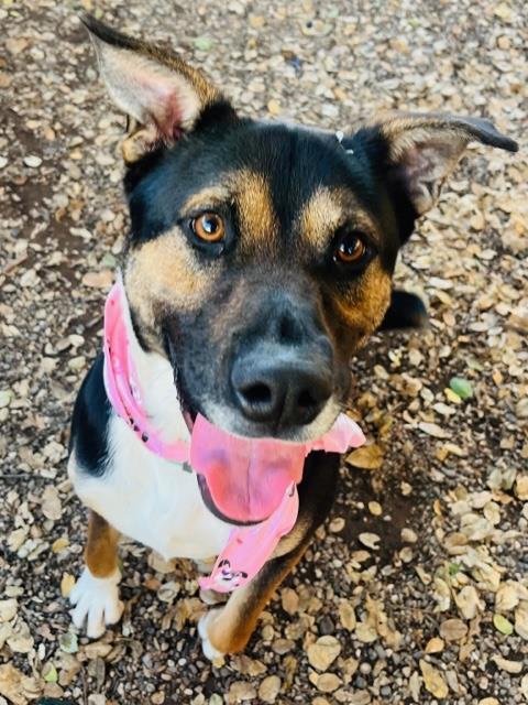 TJ, an adoptable Australian Shepherd, Mixed Breed in Santa Barbara, CA, 93111 | Photo Image 1