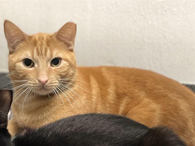 BOROMIR, an adoptable Domestic Short Hair in Albuquerque, NM, 87112 | Photo Image 1