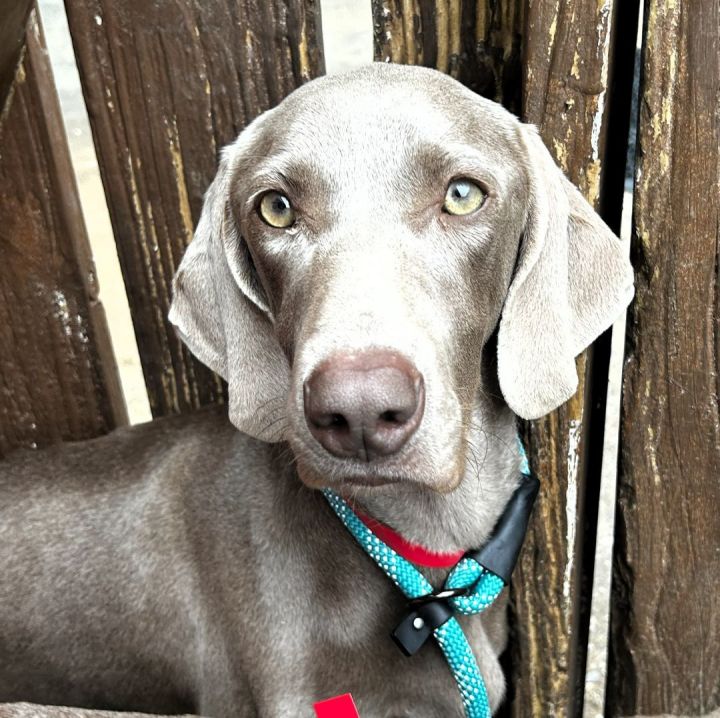 Weimaraner petfinder store