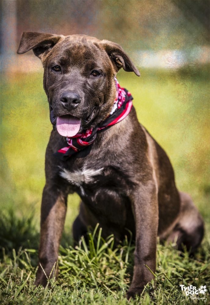 Blake, an adoptable Labrador Retriever, Mixed Breed in Bartlesville, OK, 74003 | Photo Image 1