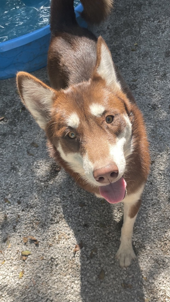 Theo, an adoptable Siberian Husky in Bartlesville, OK, 74003 | Photo Image 1