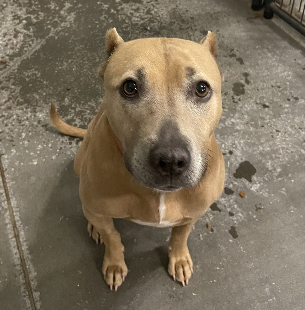 Focus, an adoptable Mixed Breed in Bartlesville, OK, 74003 | Photo Image 1