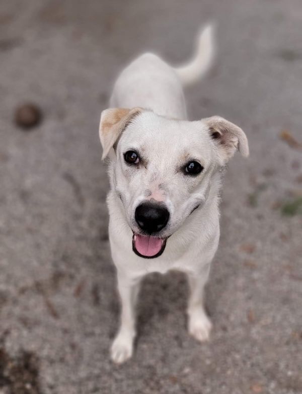 Pumpkin, an adoptable American Eskimo Dog, Chihuahua in Bartlesville, OK, 74003 | Photo Image 1