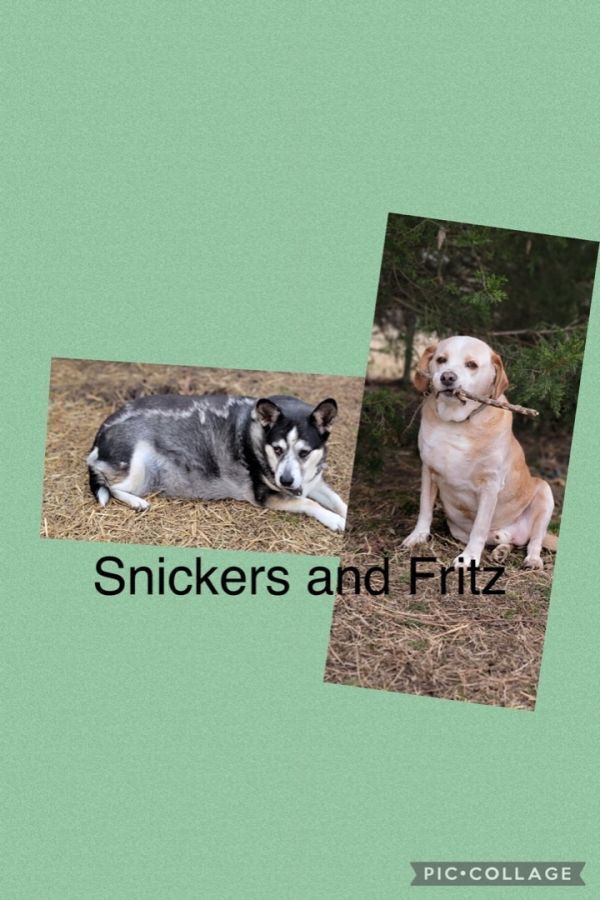 Snickers & Fritz, an adoptable Terrier in Bartlesville, OK, 74003 | Photo Image 2