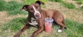 Cora, an adoptable Pit Bull Terrier in Bartlesville, OK, 74003 | Photo Image 1