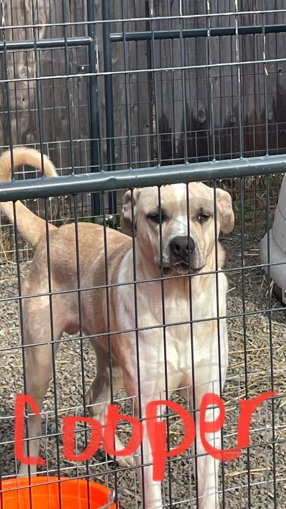 Cooper, an adoptable Catahoula Leopard Dog in Bartlesville, OK, 74003 | Photo Image 3