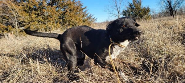 Kenny, an adoptable Labrador Retriever in Bartlesville, OK, 74003 | Photo Image 3