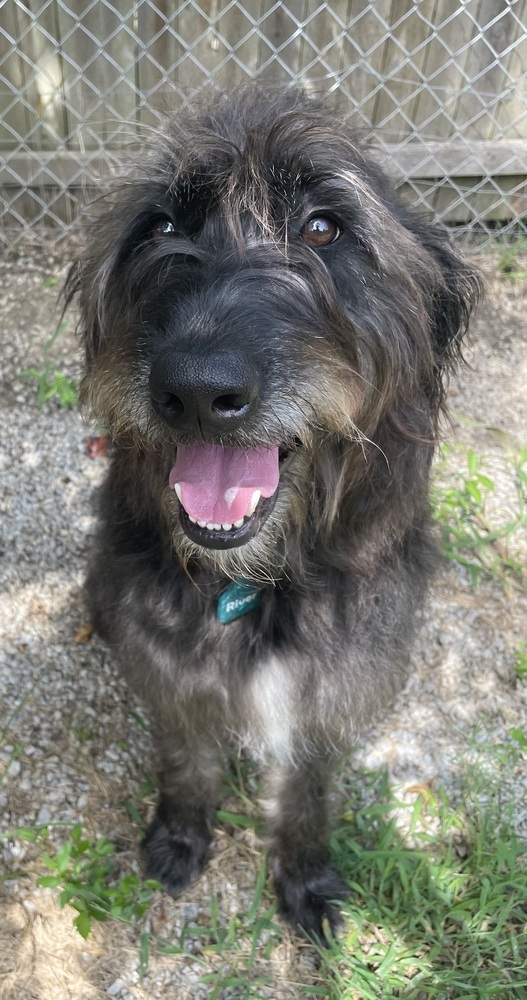 River, an adoptable Old English Sheepdog, Labrador Retriever in Bartlesville, OK, 74003 | Photo Image 1