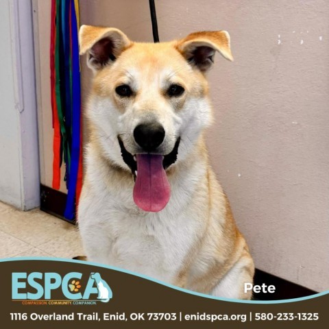 Pete, an adoptable Shepherd, Labrador Retriever in Enid, OK, 73703 | Photo Image 1