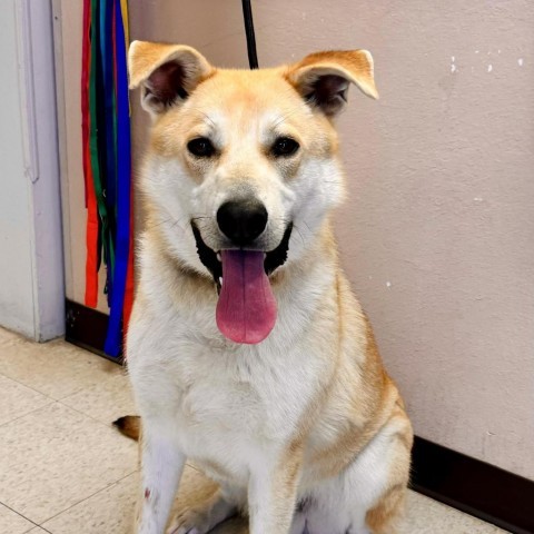 Pete, an adoptable Shepherd, Labrador Retriever in Enid, OK, 73703 | Photo Image 2