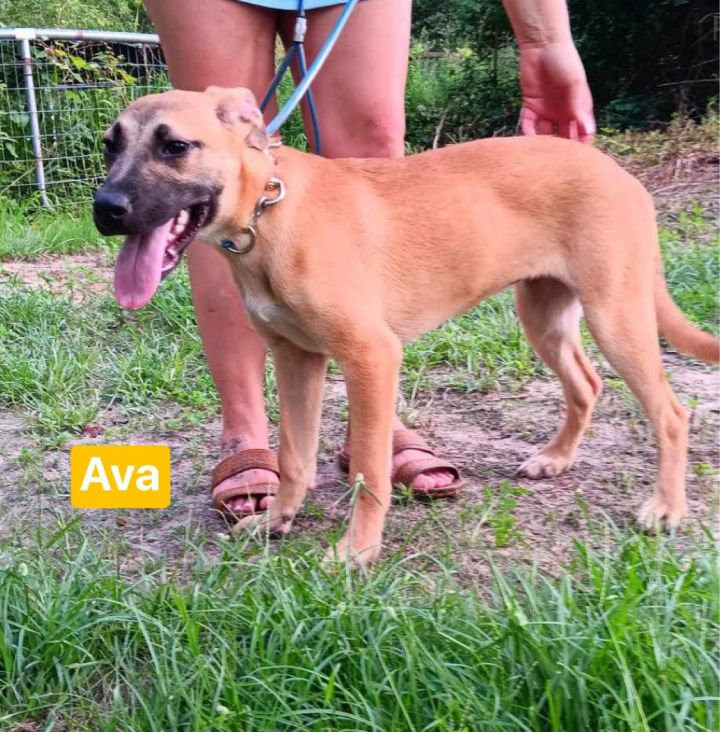 Ava 3