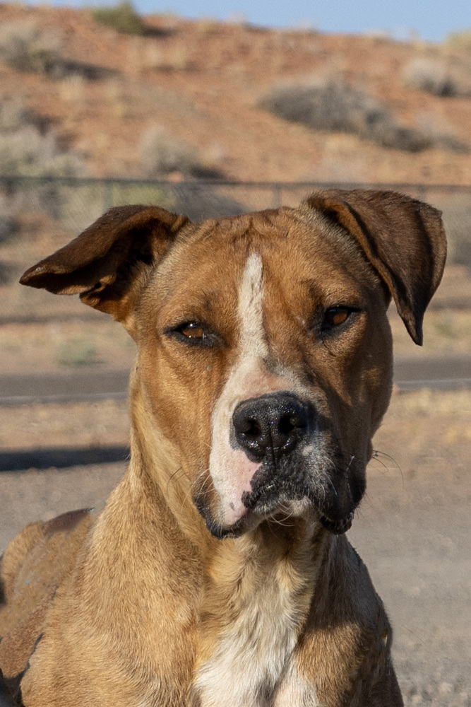 Banjo The Boxer, an adoptable Boxer, Pit Bull Terrier in Page, AZ, 86040 | Photo Image 1