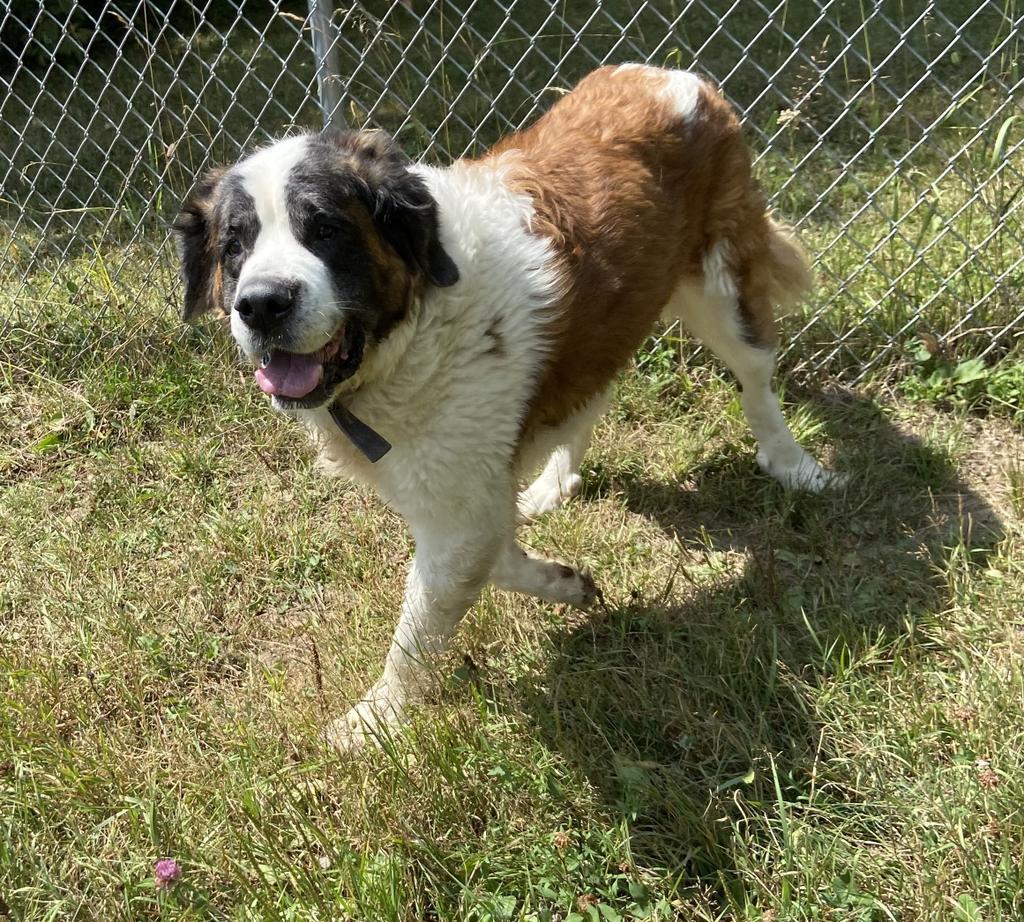 Laila, an adoptable Saint Bernard in Virginia, MN, 55792 | Photo Image 1