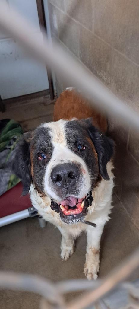 Laila, an adoptable Saint Bernard in Virginia, MN, 55792 | Photo Image 2