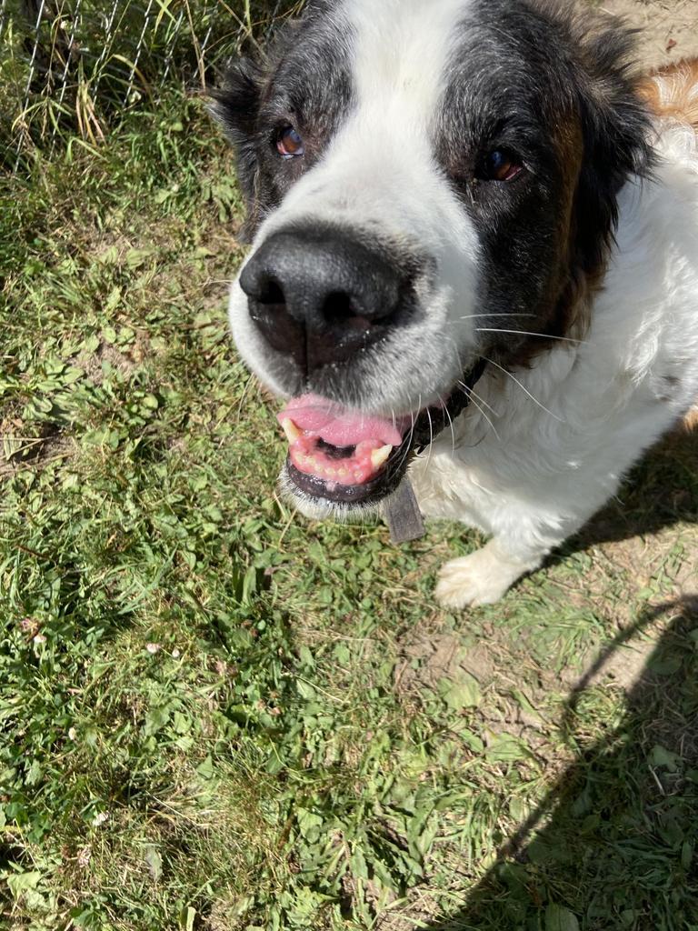 Laila, an adoptable Saint Bernard in Virginia, MN, 55792 | Photo Image 3