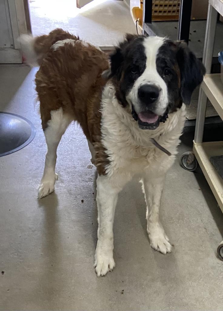 Laila, an adoptable Saint Bernard in Virginia, MN, 55792 | Photo Image 4