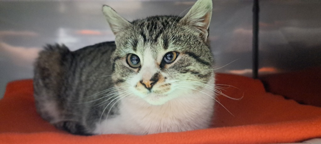 Numa, an adoptable Domestic Short Hair in Virginia, MN, 55792 | Photo Image 1