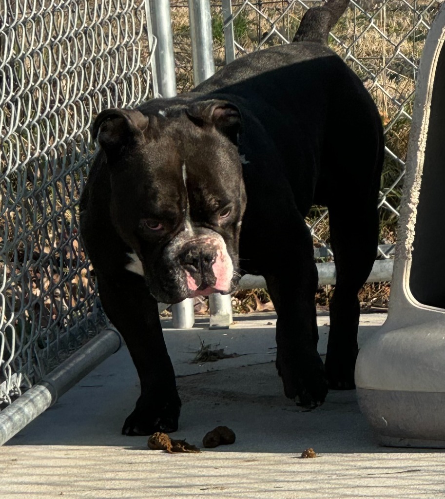 Onyx