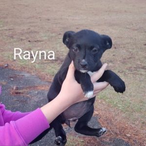 Rayna Labrador Retriever Dog