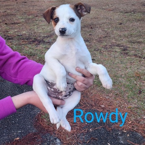 Rowdy 1