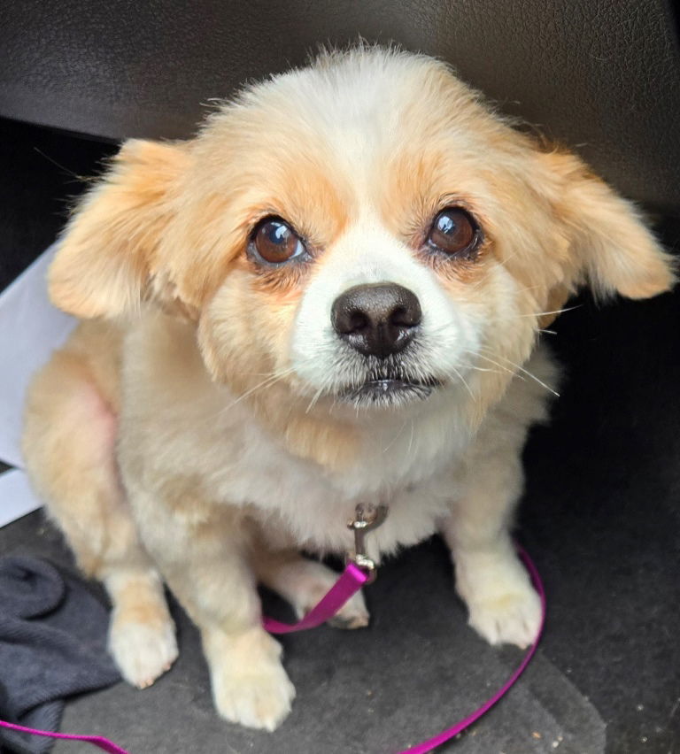 Sadie, an adoptable Pomeranian in San Antonio, TX, 78251 | Photo Image 1