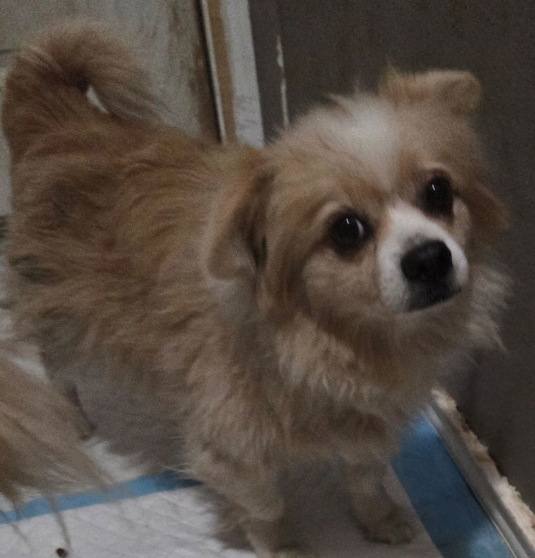 Sadie, an adoptable Pomeranian in San Antonio, TX, 78251 | Photo Image 2