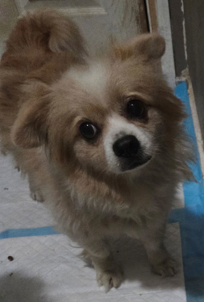 Sadie, an adoptable Pomeranian in San Antonio, TX, 78251 | Photo Image 3