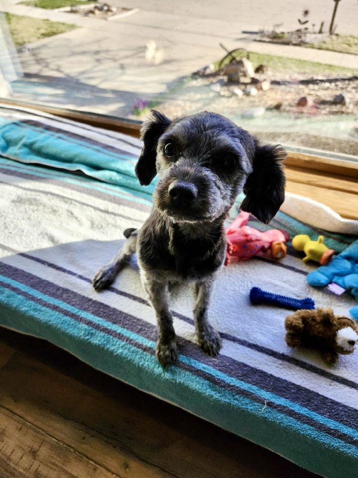 Dog for adoption Bruiser a Yorkshire Terrier Poodle Mix in