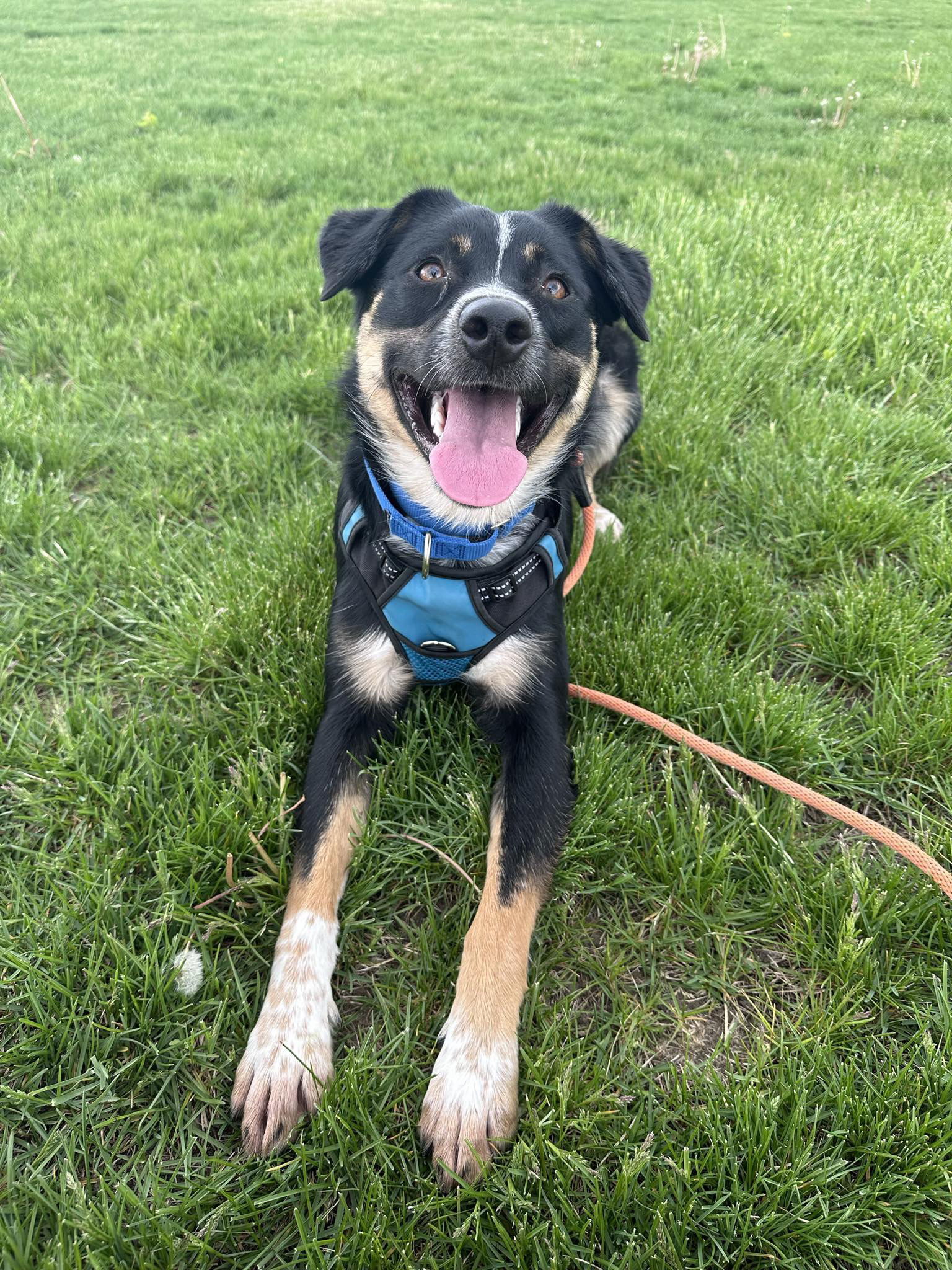 Trigg, an adoptable Australian Cattle Dog / Blue Heeler in Cedar Rapids, IA, 52405 | Photo Image 1