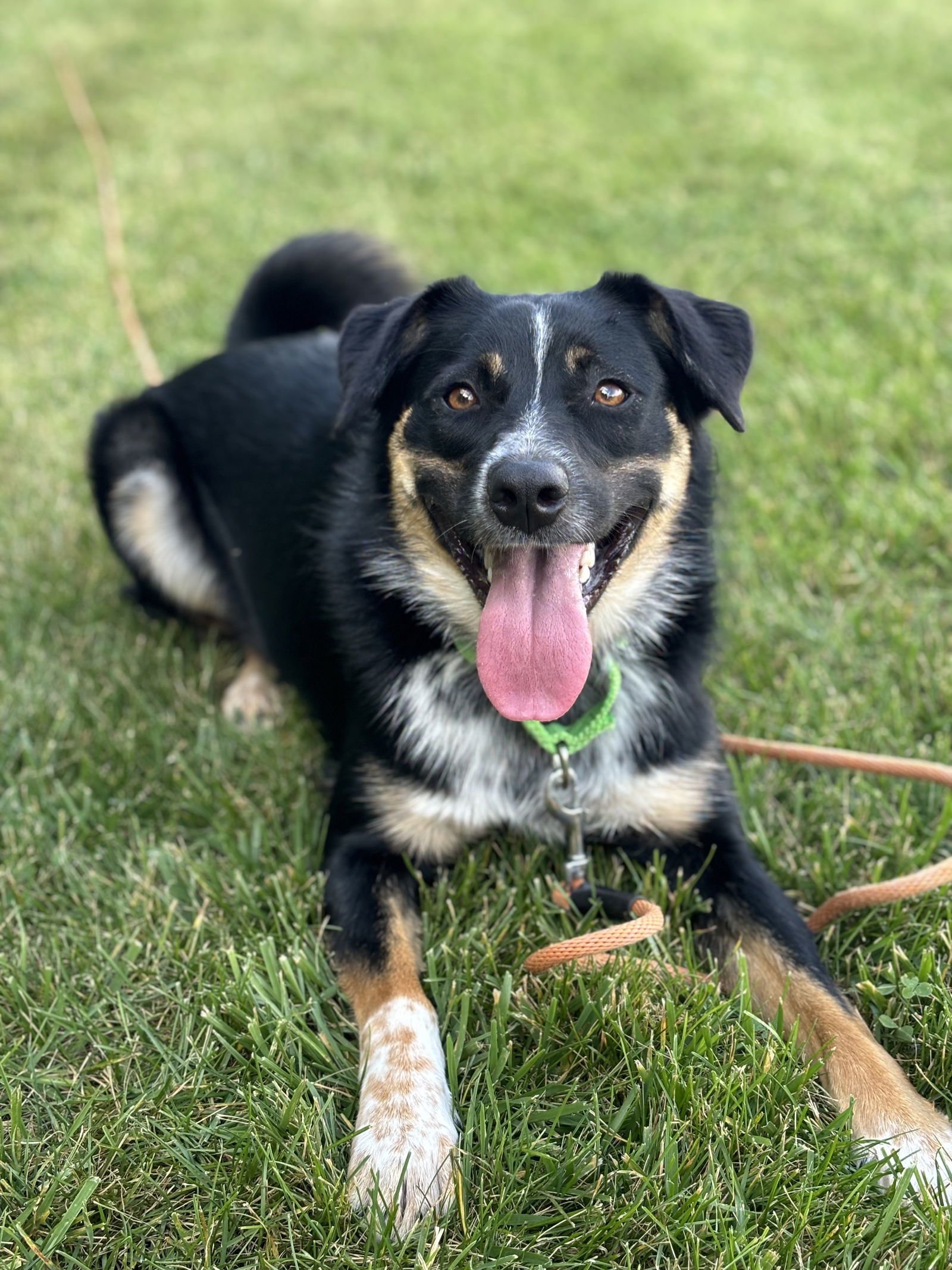 Trigg, an adoptable Australian Cattle Dog / Blue Heeler in Cedar Rapids, IA, 52405 | Photo Image 1